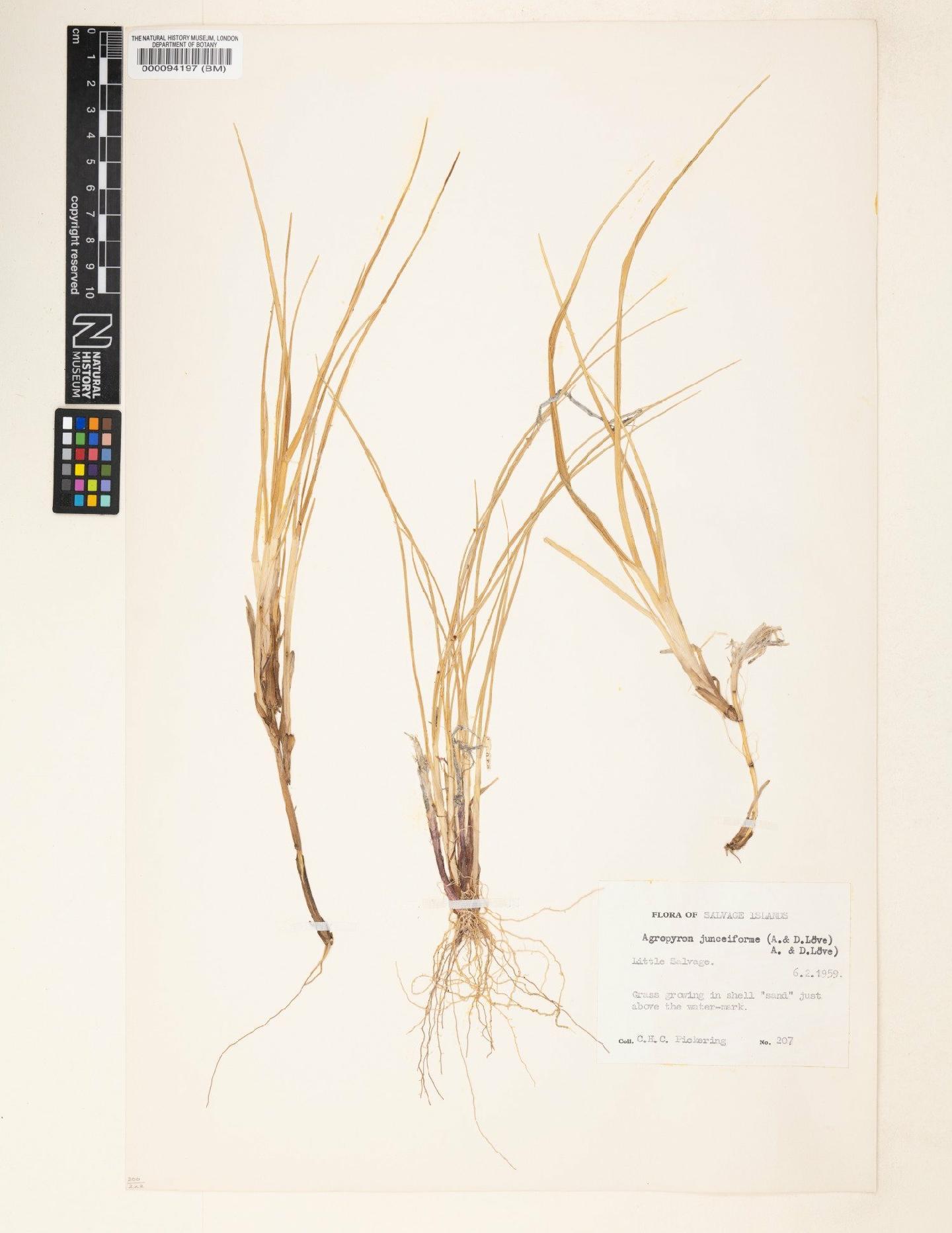 To NHMUK collection (Agropyron junceiforme (Á.Löve & D.Löve) Á.Löve & D.Löve; NHMUK:ecatalogue:4600977)