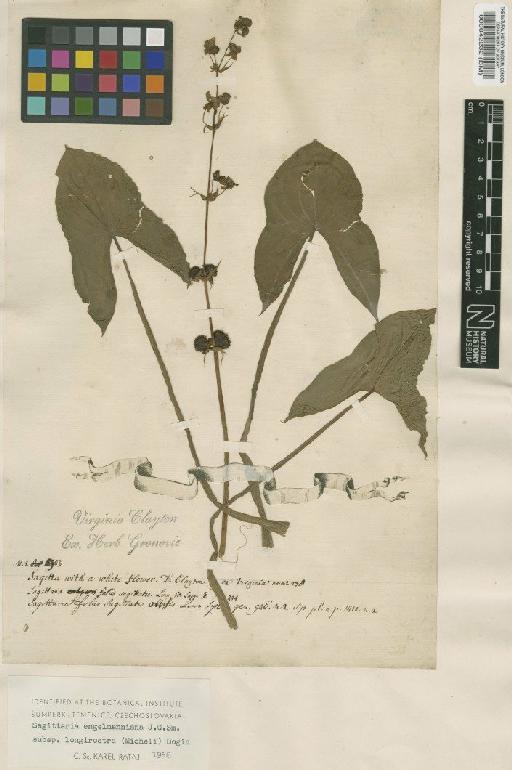 Sagittaria sagittifolia L. - BM000042232