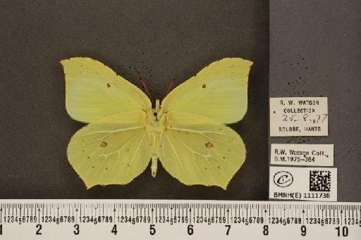 Gonepteryx rhamni rhamni Linnaeus, 1758 - BMNHE_1111738_65356