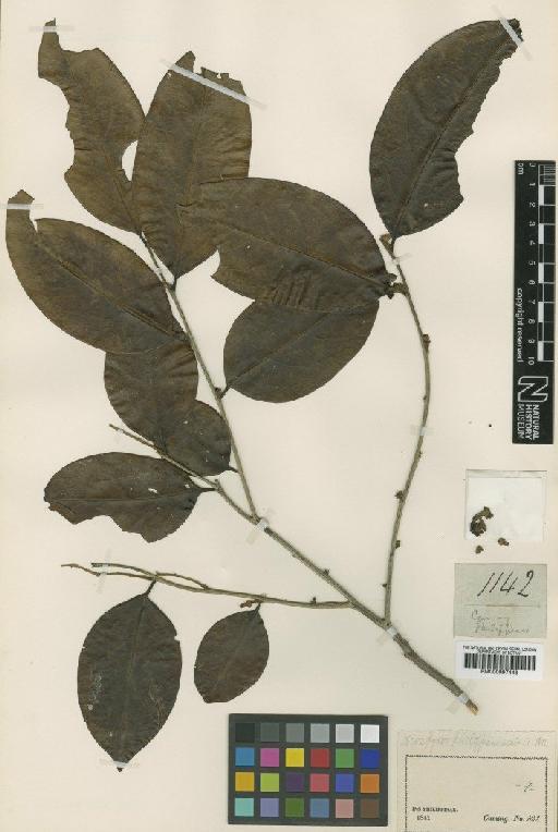 Diospyros philippinensis A.DC. - BM000997448