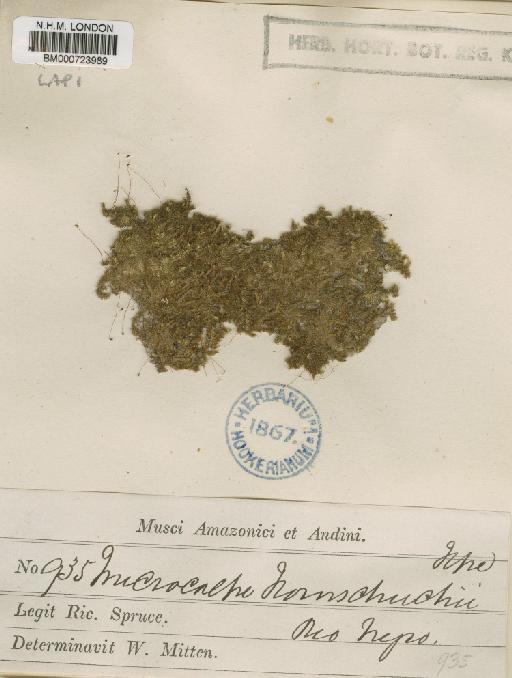 Trichosteleum ambiguum (Schwägr.) Paris - BM000723989
