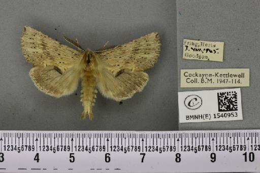 Pterostoma palpina palpina (Clerck, 1759) - BMNHE_1540953_246573