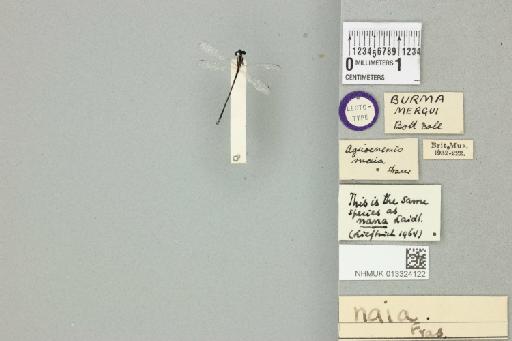 Agriocnemis naia Fraser, 1923 - 013324122_dorsal
