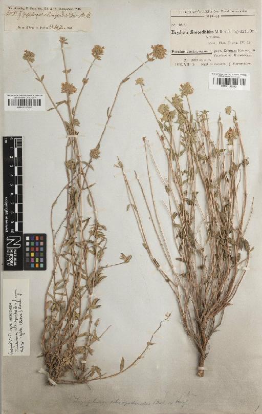 Ziziphora clinopodioides subsp. rigida (Boiss.) Rech.f. - BM001122344