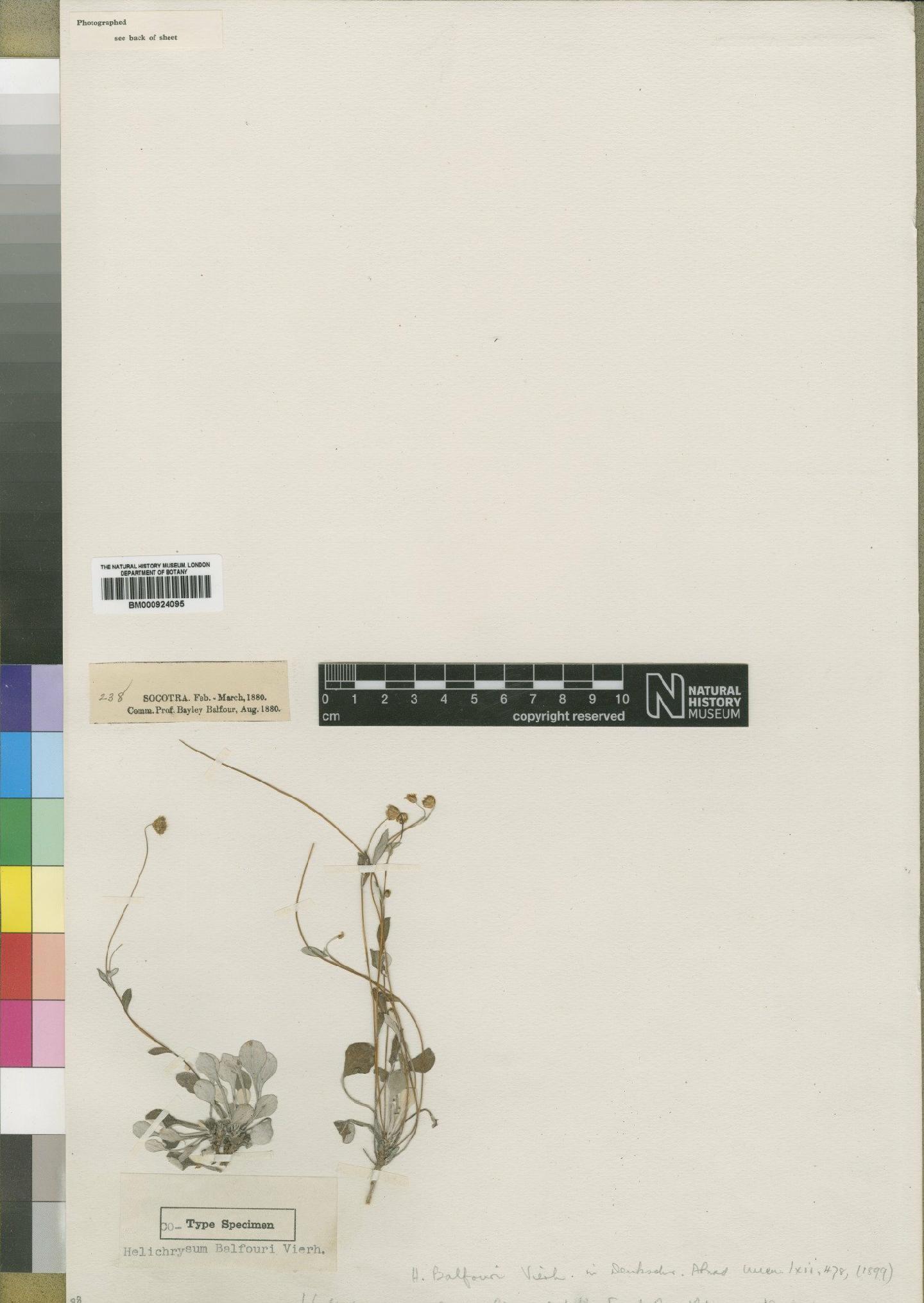 To NHMUK collection (Helichrysum balfourii Vierh; TYPE; NHMUK:ecatalogue:4529123)