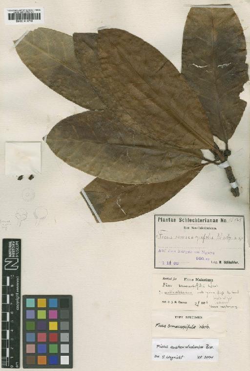 Ficus austro-caledonica Bureau - BM001014710