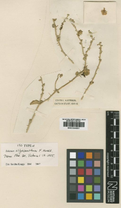 Solanum oligacanthum F.Muell. - BM000846831