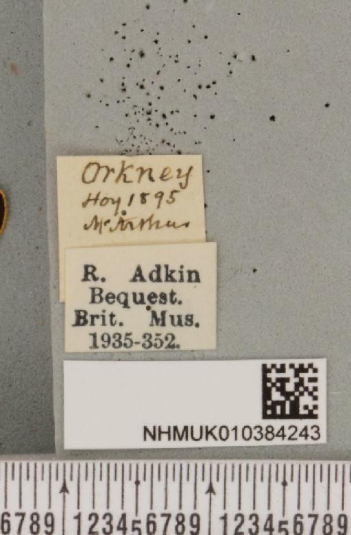 Parasemia plantaginis insularum Seitz, 1910 - NHMUK_010384243_label_511620