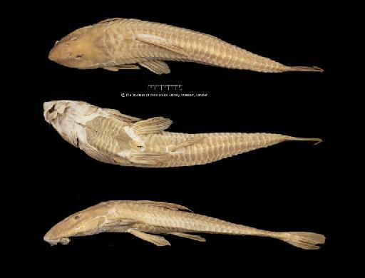 Loricariichthys anus (Valenciennes, 1836) - BMNH 1891.3.16.63-64, Loricariichthys anus, a