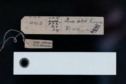 Oecomys phaeotis Thomas, 1901 - Oecomys_phaeotis-1901_1_1_22-Skin-Label_reverse