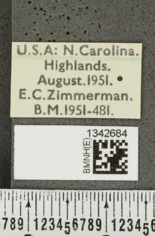 Crioceris (Crioceris) asparagi (Linnaeus, 1758) - BMNHE_1342684_label_12062