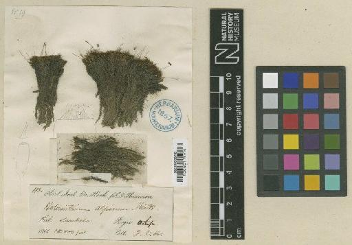 Dicranoweisia alpina (Mitt.) Paris - BM000965729