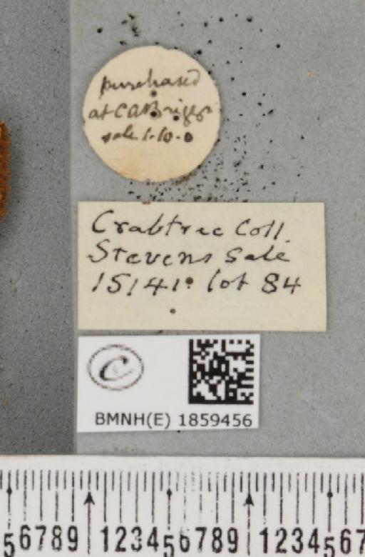 Pseudopanthera macularia ab. fuscaria Staudinger, 1871 - BMNHE_1859456_a_label_430050