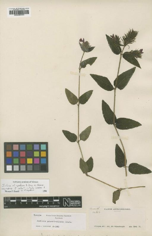 Justicia clinopodium A.Gray ex Greenm. - BM000992584