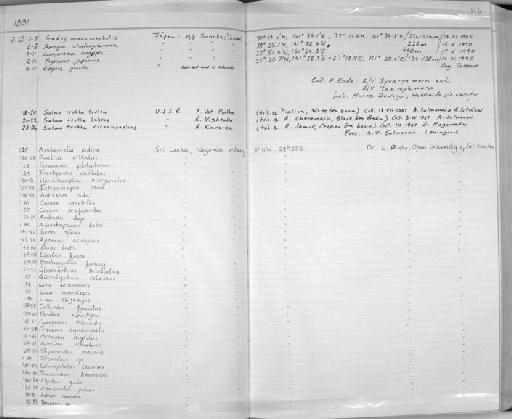 Anchoviella indica - Zoology Accessions Register: Fishes: 1986 - 1994: page 113