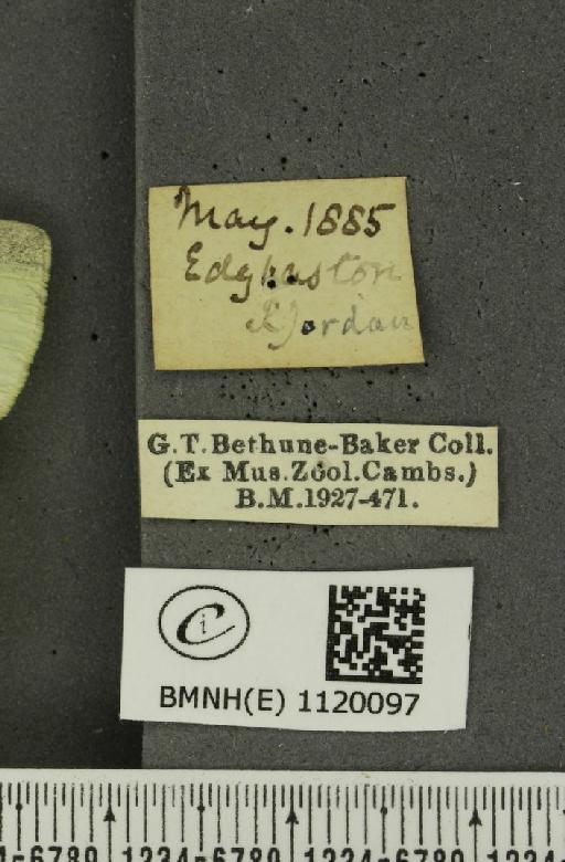 Pieris rapae rapae (Linnaeus, 1758) - BMNHE_1120097_label_75599