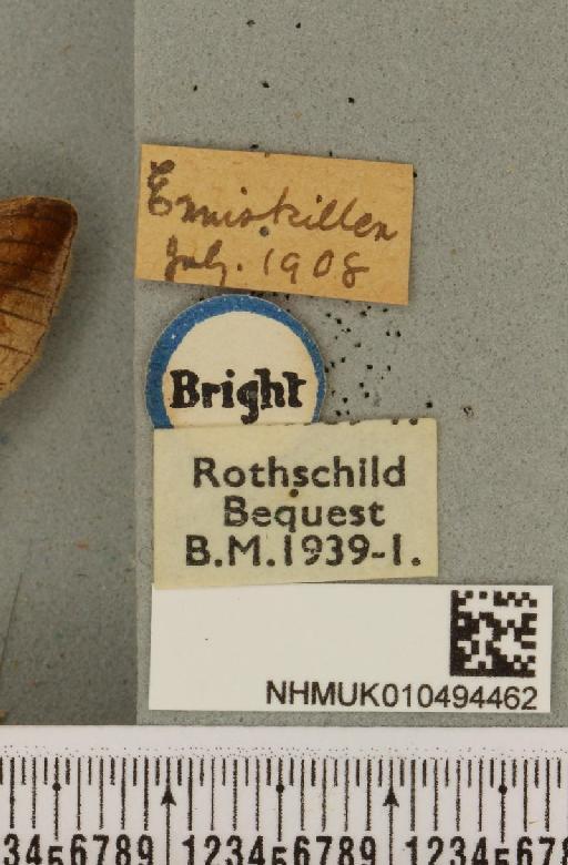 Autographa bractea ab. bracteana Strand, 1916 - NHMUK_010494462_label_550116