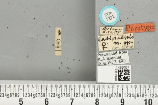 Liriomyza latipalpis Hendel, 1920 - BMNHE_1486487_50211