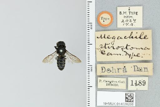 Chalicodoma stirostoma (Cameron, P., 1913) - 014026206_835591_1629693-