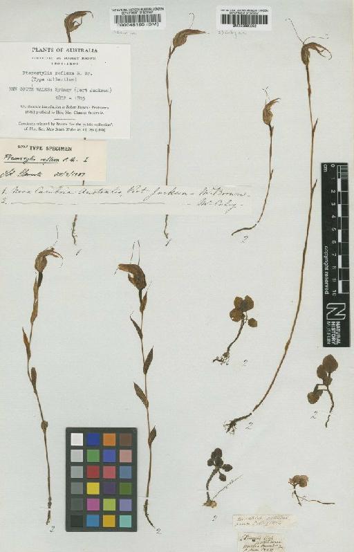 Pterostylis reflexa R.Br. - BM000048185