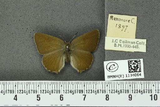 Callophrys rubi rubi (Linnaeus, 1758) - BMNHE_1134064_97748
