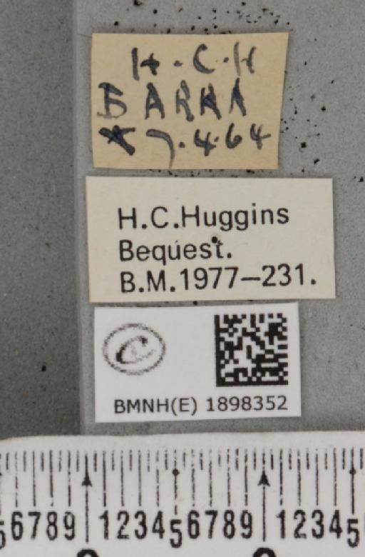 Lycia zonaria atlantica (Harrison, 1938) - BMNHE_1898352_label_491224