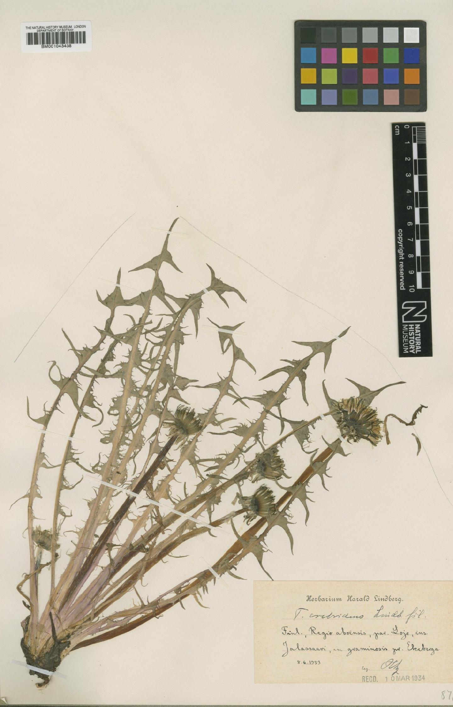 To NHMUK collection (Taraxacum crebridens Lindb.; Type; NHMUK:ecatalogue:1998140)