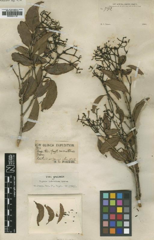 Eugenia trichotoma Greves - BM000944190