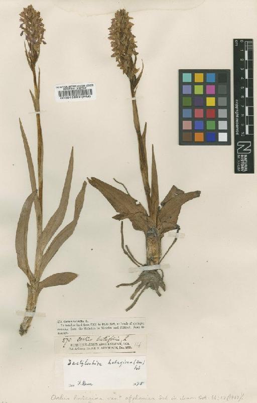 Dactylorhiza hatagirea (D.Don) Soó - BM000015883