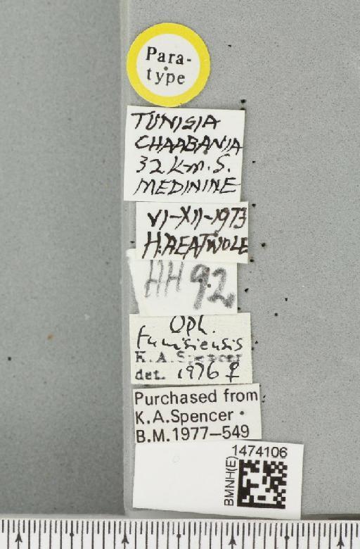 Ophiomyia tunisiensis Spencer, 1977 - BMNHE_1474106_label_48253