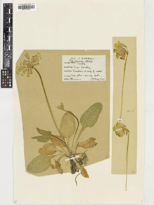 Primula veris L. - BM001036543