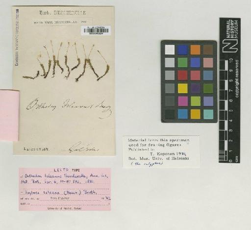 Tayloria isleana (Besch.) Broth. - BM000982924