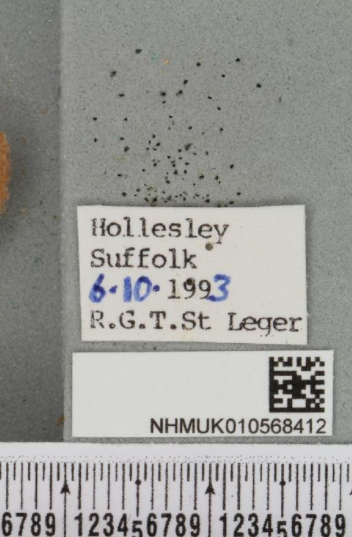 Agrochola helvola (Linnaeus, 1758) - NHMUK_010568412_label_626062