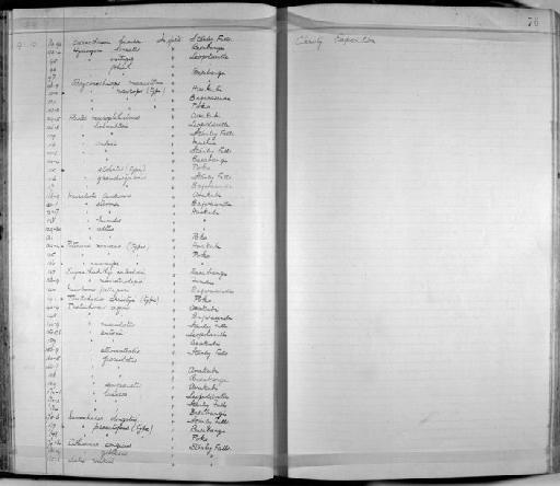 Hydrocynus goliath Boulenger, 1898 - Zoology Accessions Register: Fishes: 1912 - 1936: page 76