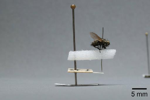 Sarcophaga (Myorhina) nigriventris Meigen, 1826 - 015091647_lateral