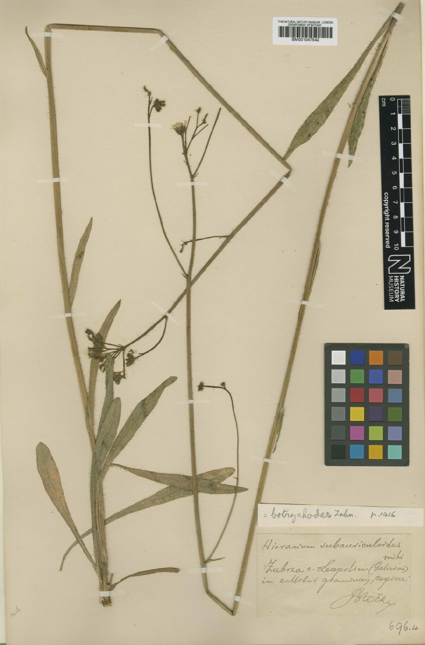 To NHMUK collection (Hieracium bauhini subsp. botrychodes Zahn; Type; NHMUK:ecatalogue:2766278)