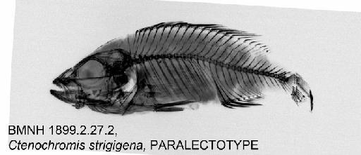 Ctenochromis strigigena Pfeffer, 1893 - BMNH 1899.2.27.2, Ctenochromis strigigena, PARALECTOTYPE, Radiograph