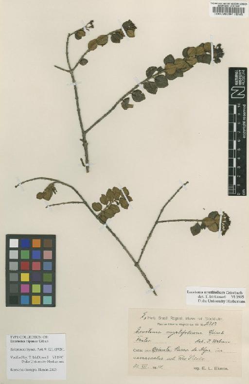 Exostema myrtifolium Griseb. - BM000028094