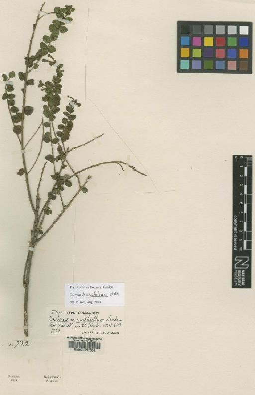 Cestrum buxifolium Kunth - BM000617854