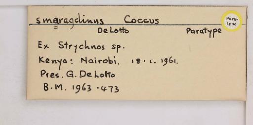 Coccus smaragdinus De Lotto, 1965 - 010713869_additional