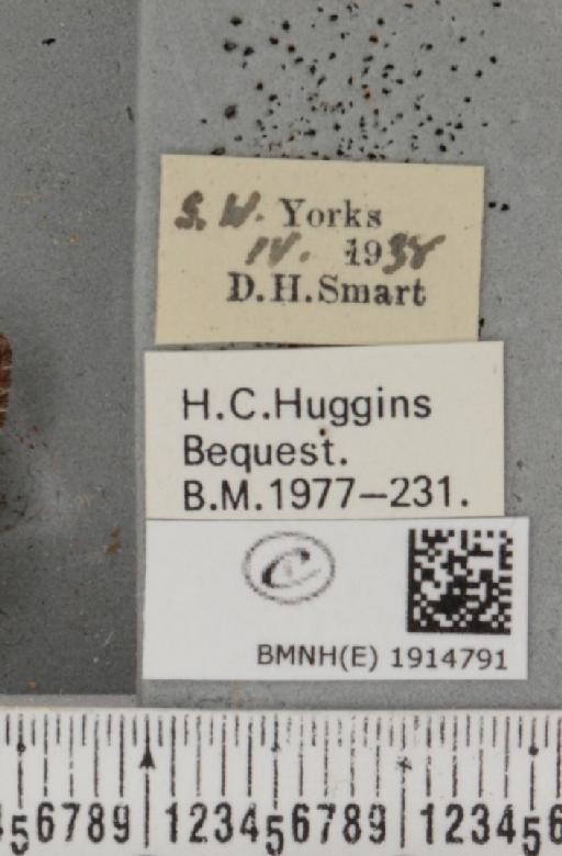 Ematurga atomaria (Linnaeus, 1758) - BMNHE_1914791_label_487104