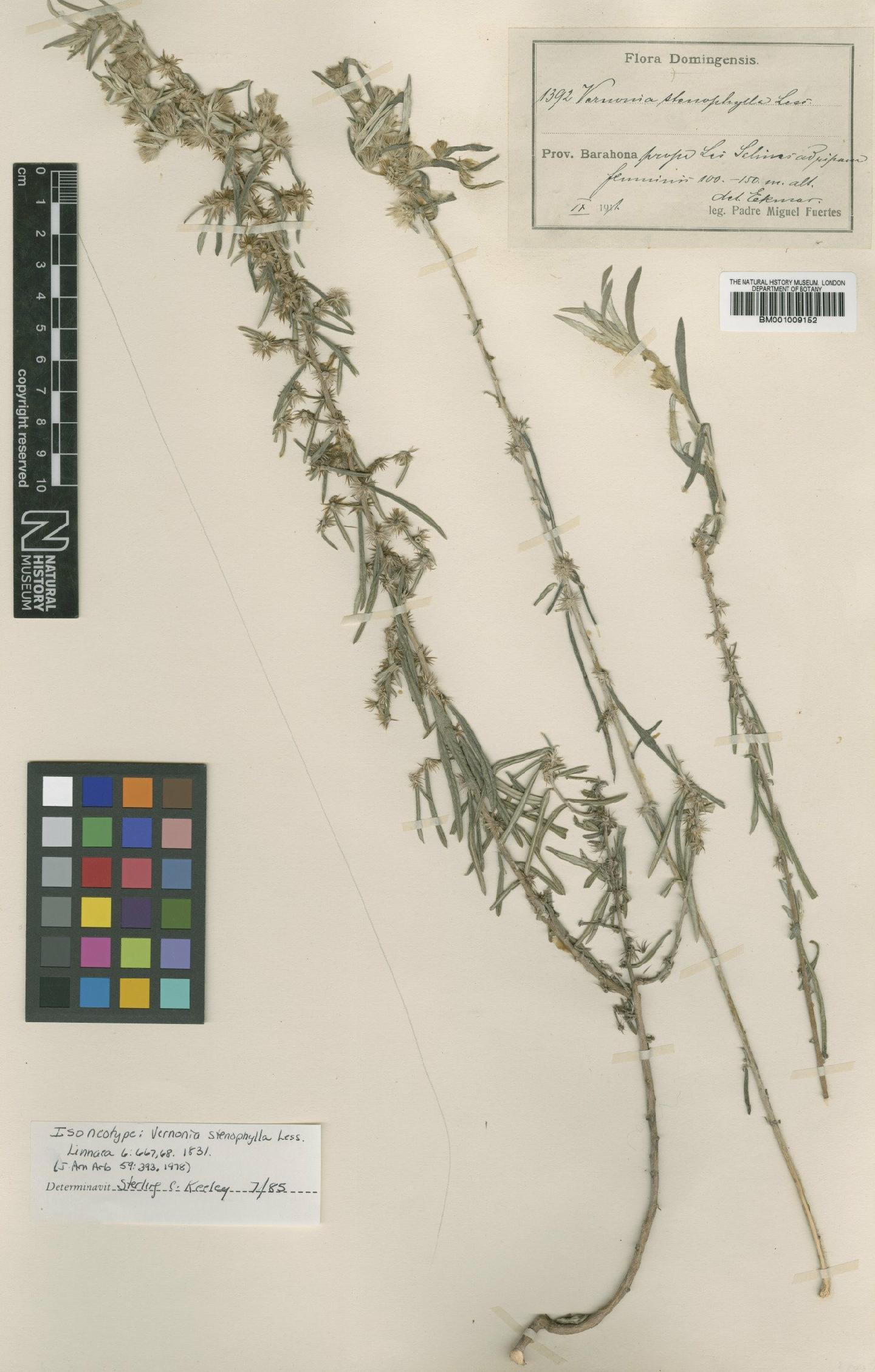 To NHMUK collection (Vernonia stenophylla Less.; Isoneotype; NHMUK:ecatalogue:556249)