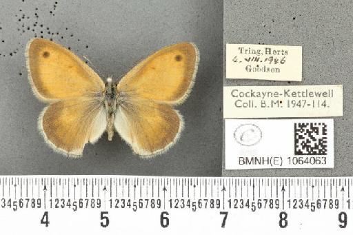 Coenonympha pamphilus ab. latiora Leeds, 1950 - BMNHE_1064063_25239