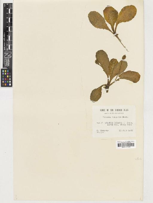 Primula vulgaris Huds. - BM001075802