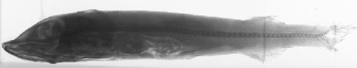 Alepocephalus australis Barnard, 1923 - BMNH 1990.8.21.159, Alepocephalus australis, radiograph