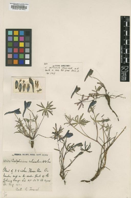 Delphinium beesianum W.W.Sm. - BM000565785