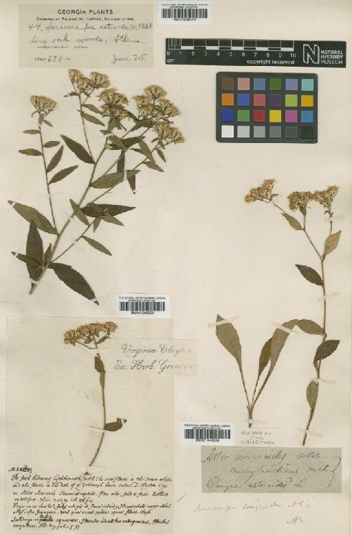 Conyza asteroides L. - BM001046253