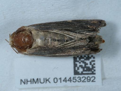 Helotropha leucostigma leucostigma ab. lunina Haworth, 1809 - 014453292_2