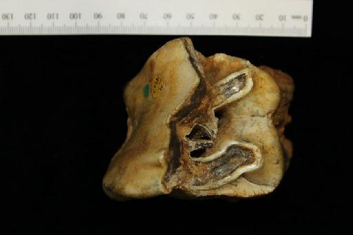 Rhinocerotidae Owen, 1845 - NHMUK PV M 18967_1