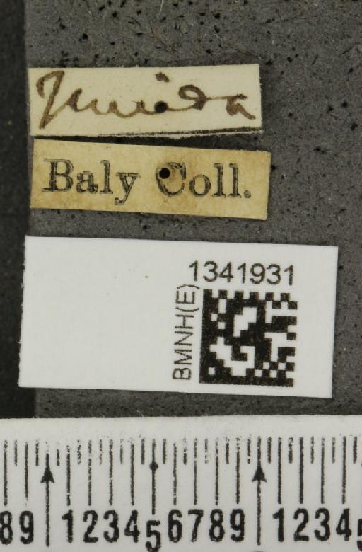 Gynandrobrotica fenestrata (Baly, 1886) - BMNHE_1341931_label_23538